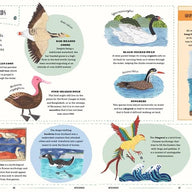 Fly - Child's Guide to Birds