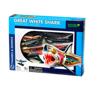Great White Shark anatomy model